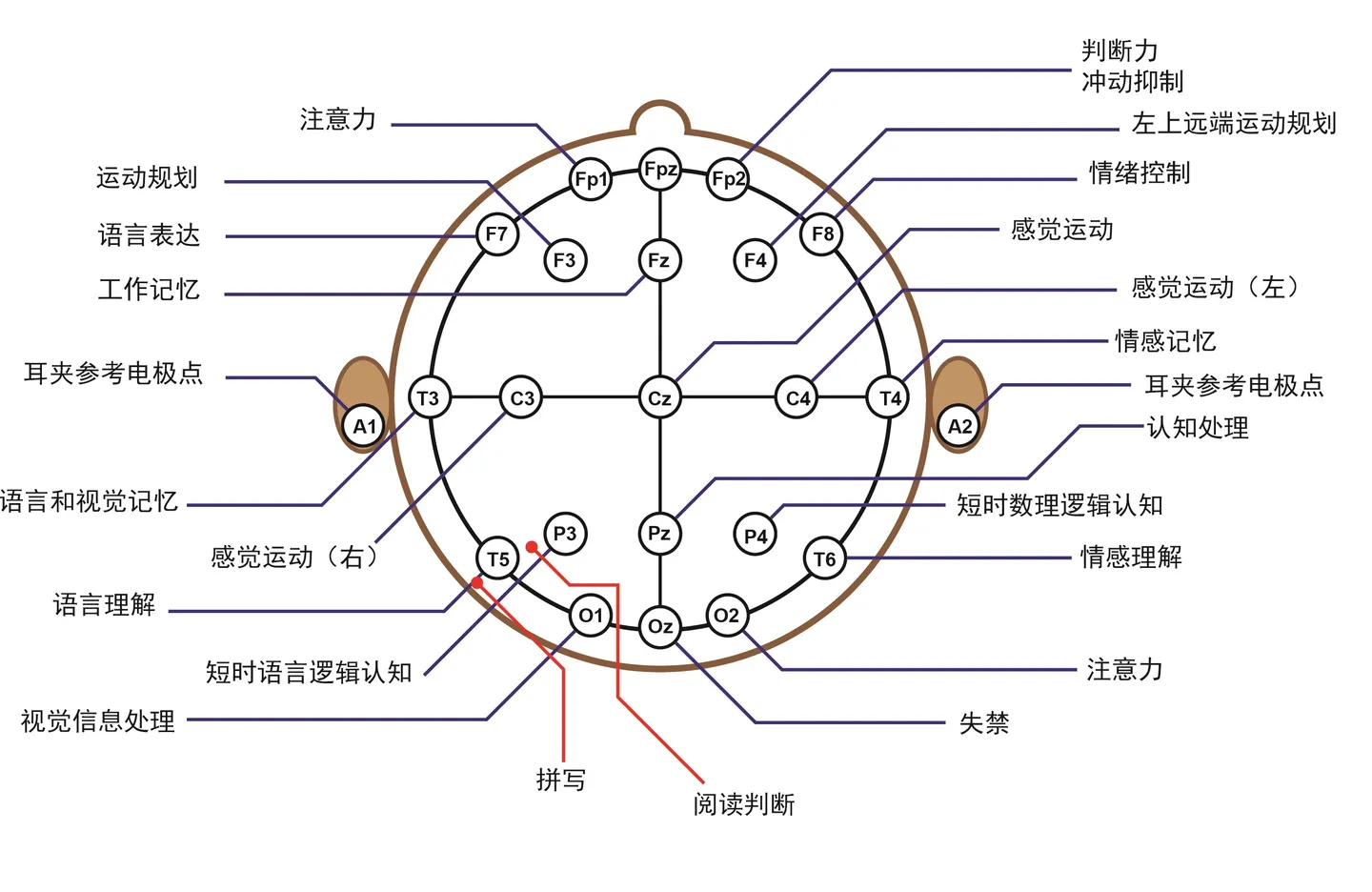 10-20電極系統(tǒng)